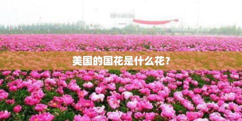 美国的国花是什么花？
