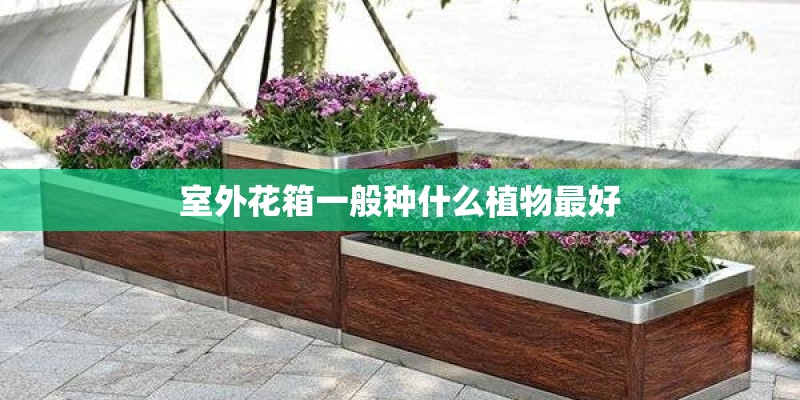 室外花箱一般种什么植物最好