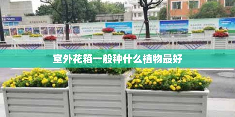 室外花箱一般种什么植物最好