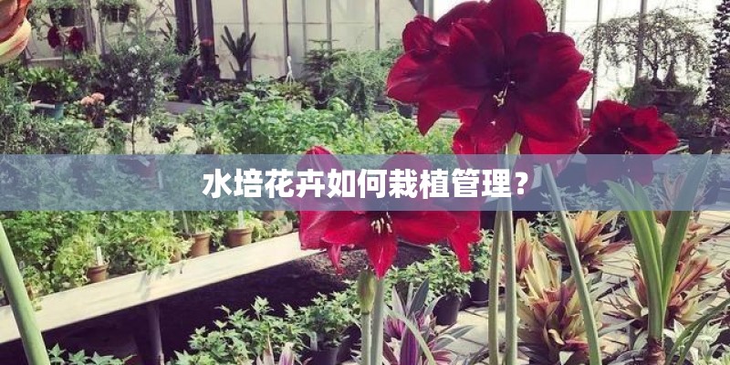 水培花卉如何栽植管理？