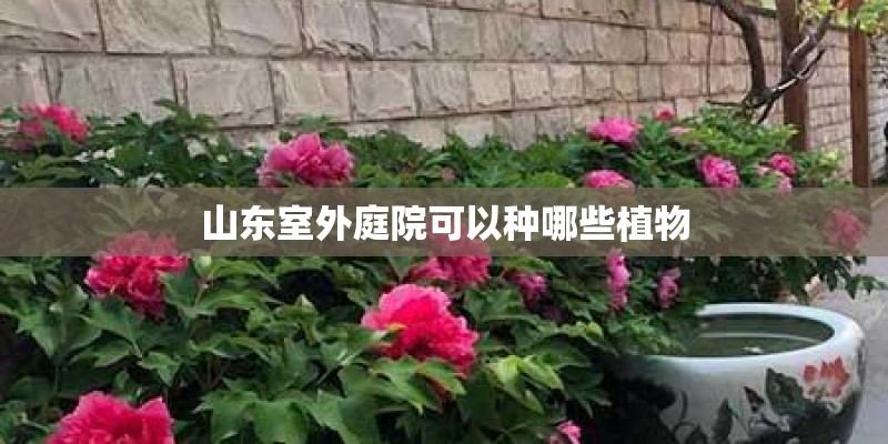 山东室外庭院可以种哪些植物