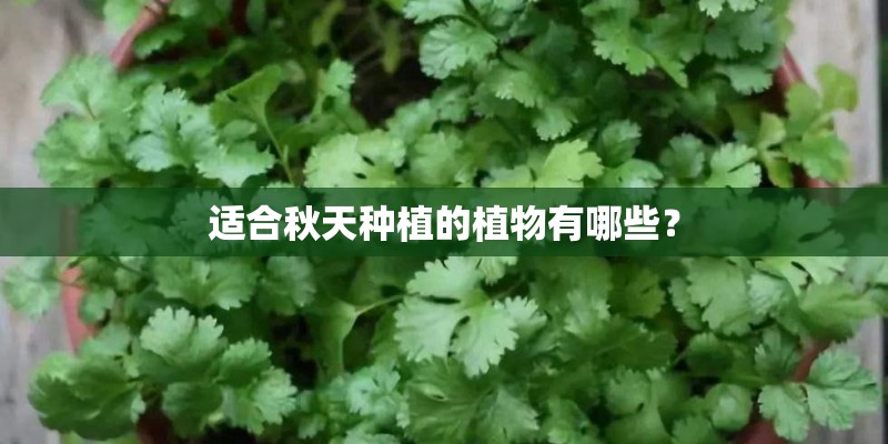 适合秋天种植的植物有哪些？