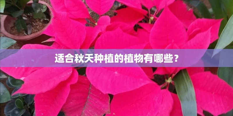 适合秋天种植的植物有哪些？
