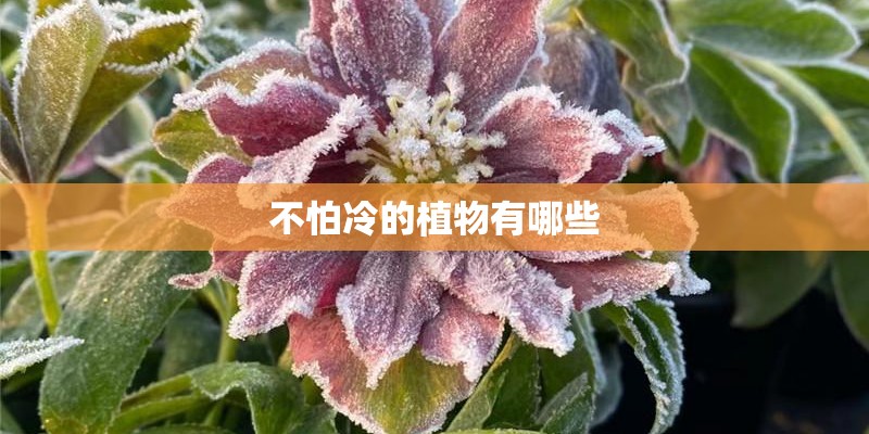 不怕冷的植物有哪些