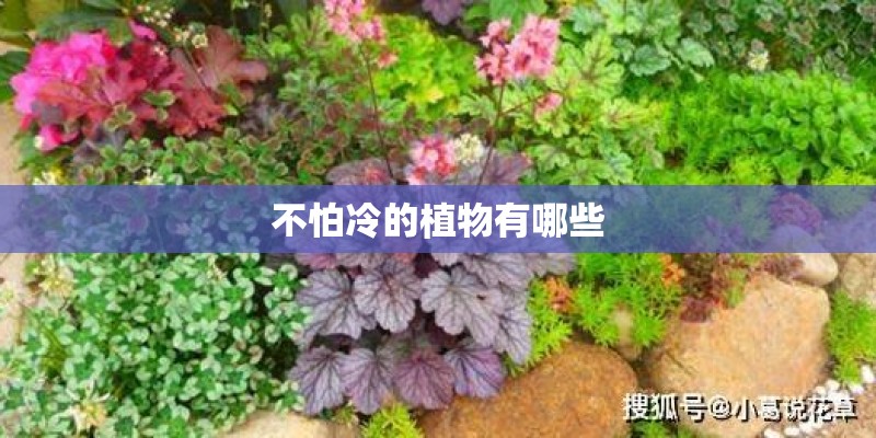 不怕冷的植物有哪些