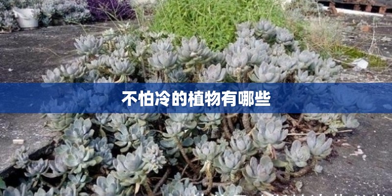 不怕冷的植物有哪些