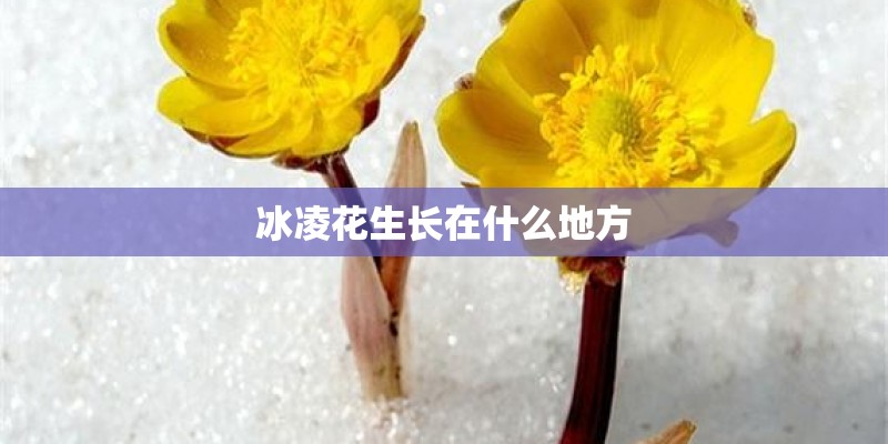 冰凌花生长在什么地方
