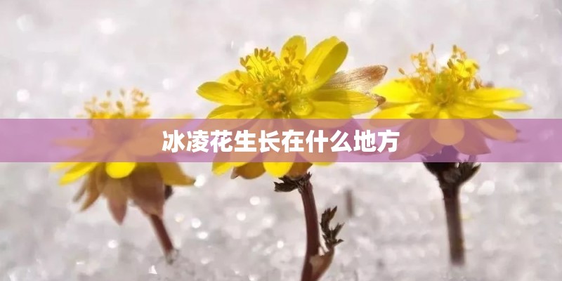 冰凌花生长在什么地方