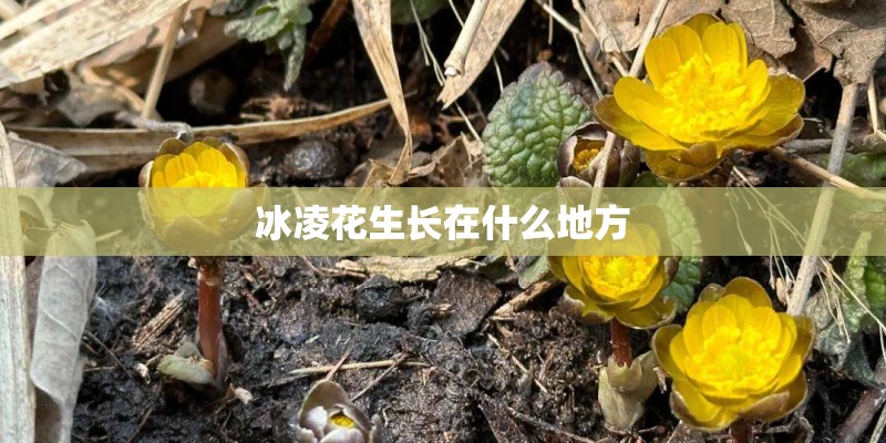 冰凌花生长在什么地方
