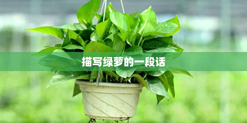 描写绿萝的一段话