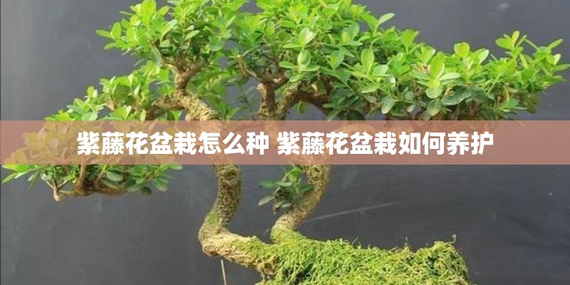 紫藤花盆栽怎么种 紫藤花盆栽如何养护