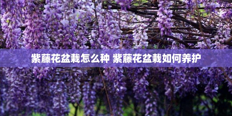 紫藤花盆栽怎么种 紫藤花盆栽如何养护