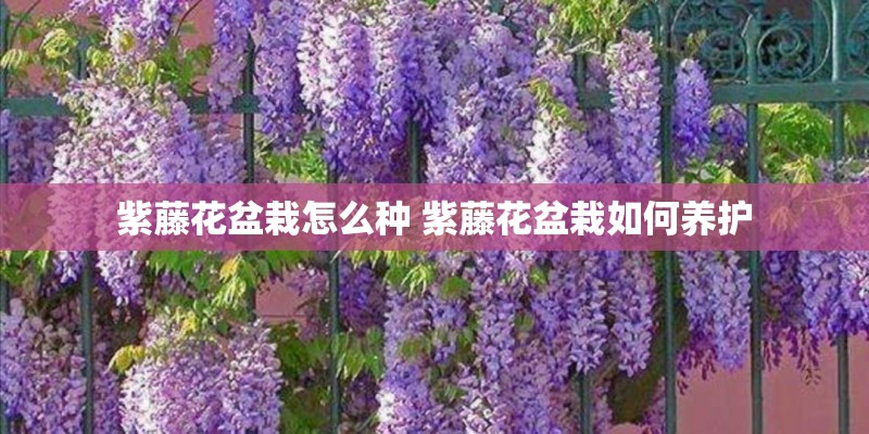 紫藤花盆栽怎么种 紫藤花盆栽如何养护