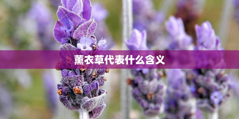 薰衣草代表什么含义