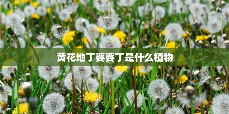 黄花地丁婆婆丁是什么植物