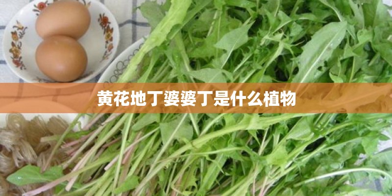 黄花地丁婆婆丁是什么植物