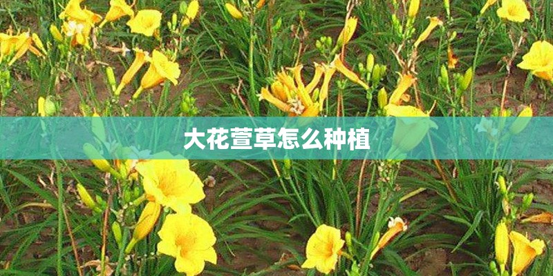 大花萱草怎么种植