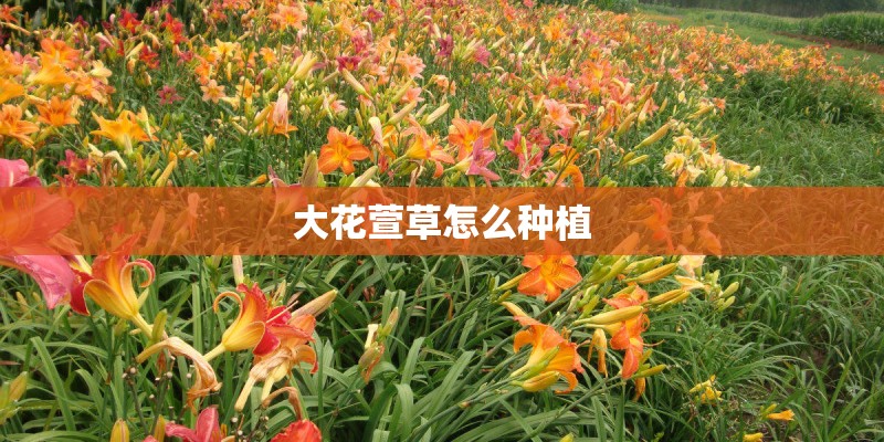 大花萱草怎么种植