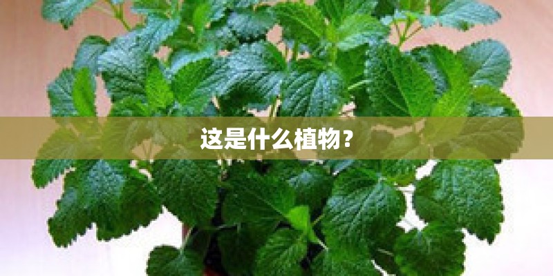 这是什么植物？