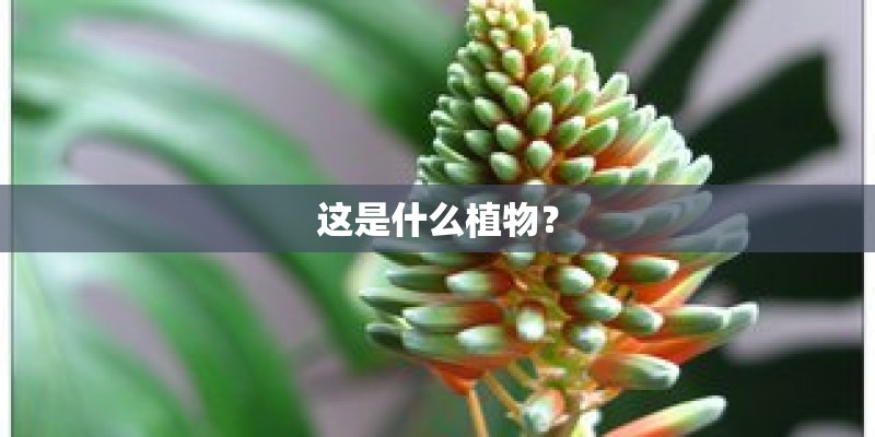 这是什么植物？