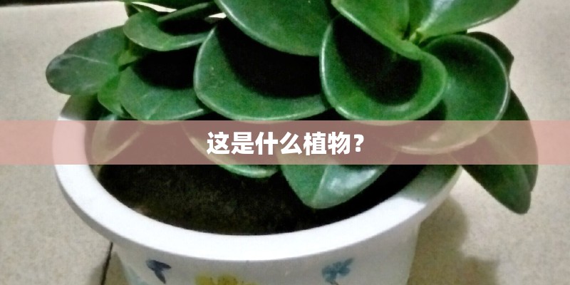 这是什么植物？