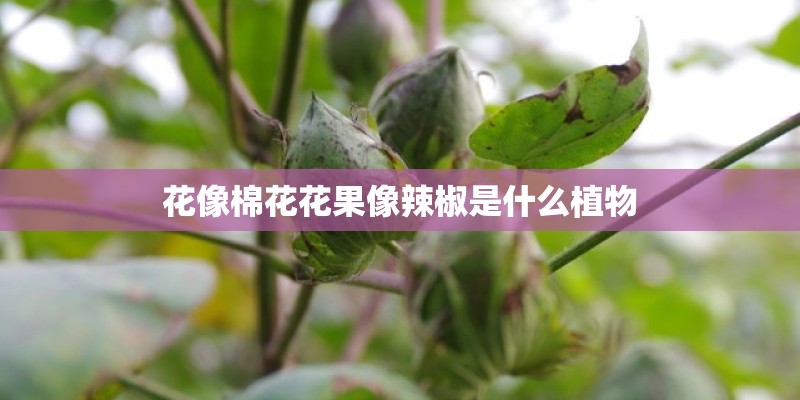 花像棉花花果像辣椒是什么植物