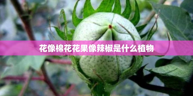 花像棉花花果像辣椒是什么植物