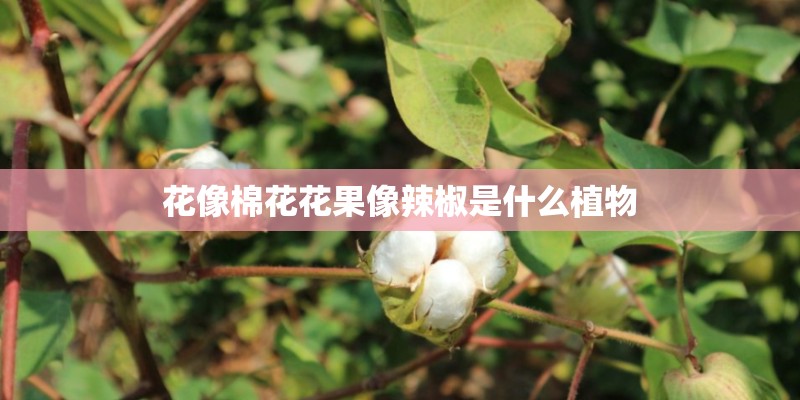 花像棉花花果像辣椒是什么植物