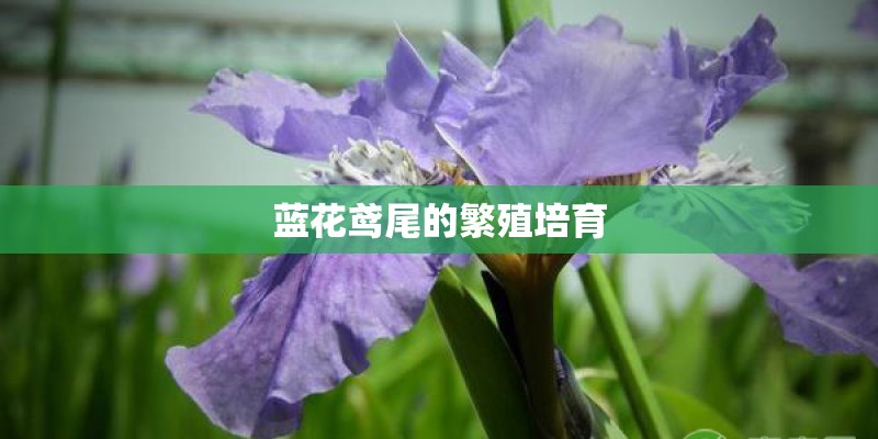蓝花鸢尾的繁殖培育