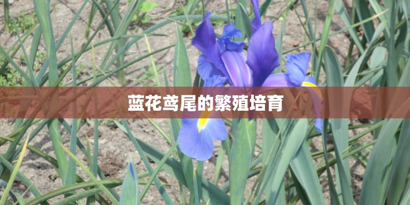 蓝花鸢尾的繁殖培育