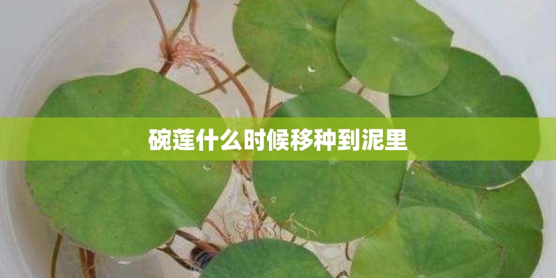 碗莲什么时候移种到泥里