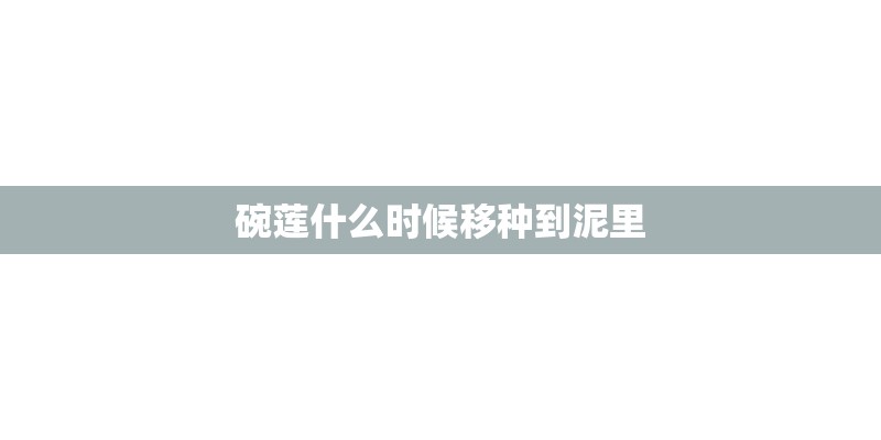 碗莲什么时候移种到泥里