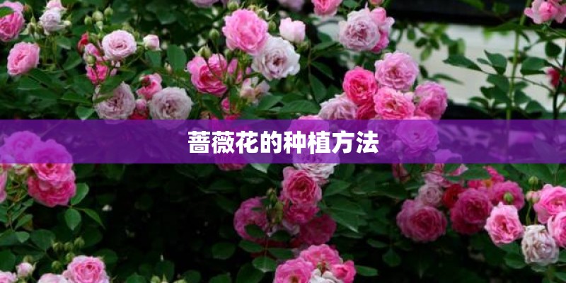 蔷薇花的种植方法