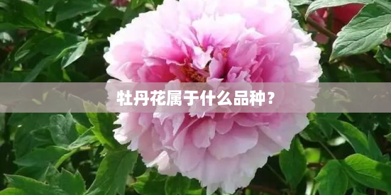 牡丹花属于什么品种？