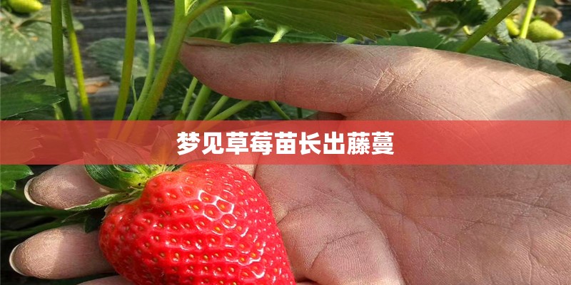 梦见草莓苗长出藤蔓