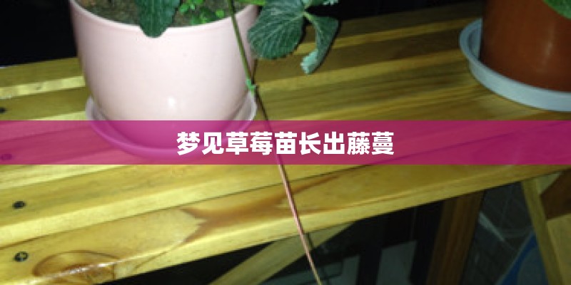 梦见草莓苗长出藤蔓