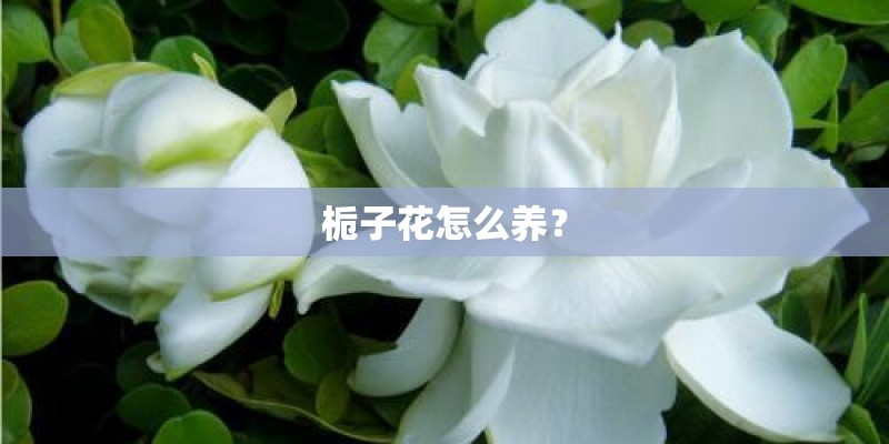 栀子花怎么养？