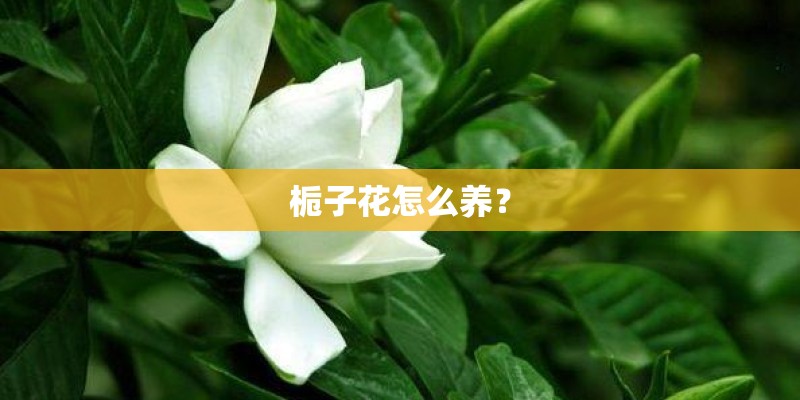 栀子花怎么养？