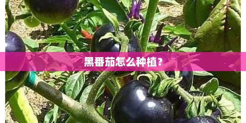黑番茄怎么种植？