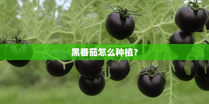 黑番茄怎么种植？