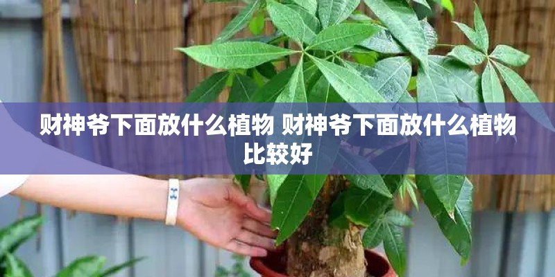 财神爷下面放什么植物 财神爷下面放什么植物比较好