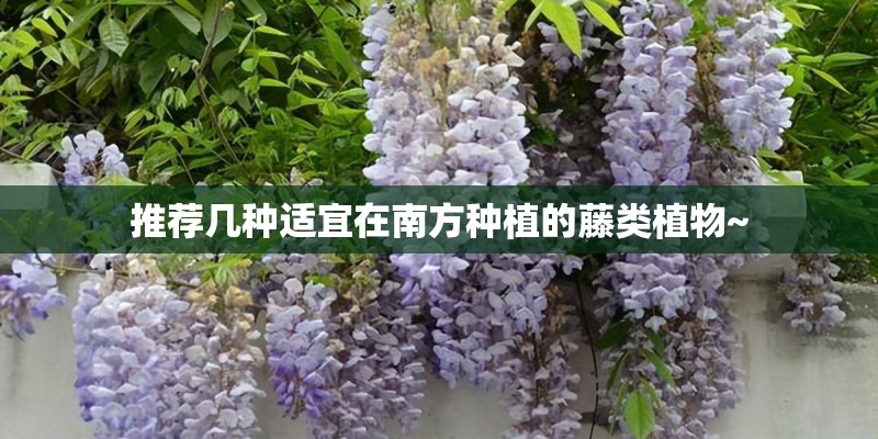 推荐几种适宜在南方种植的藤类植物~