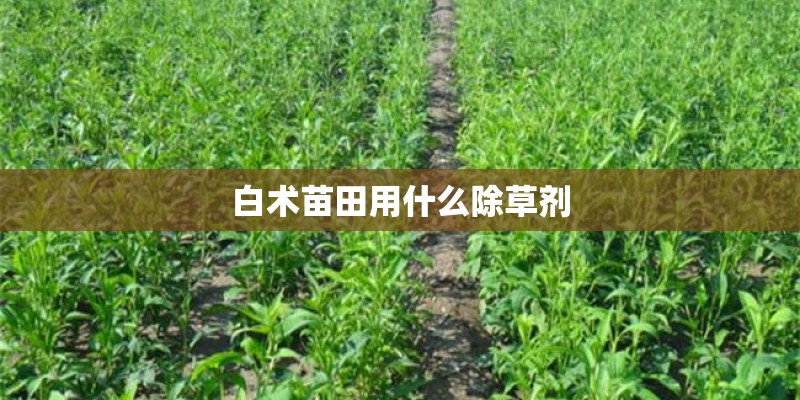 白术苗田用什么除草剂
