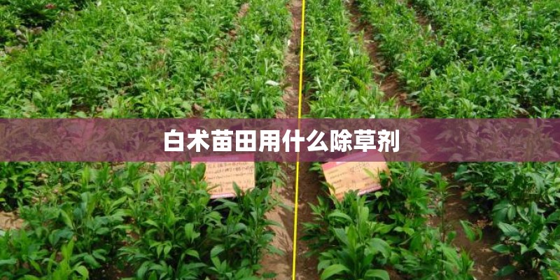 白术苗田用什么除草剂