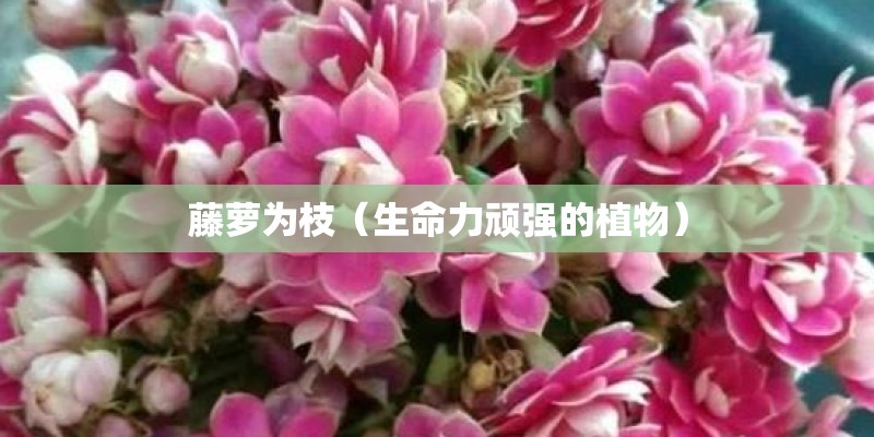 藤萝为枝（生命力顽强的植物）