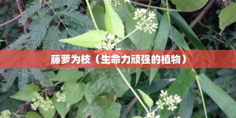 藤萝为枝（生命力顽强的植物）