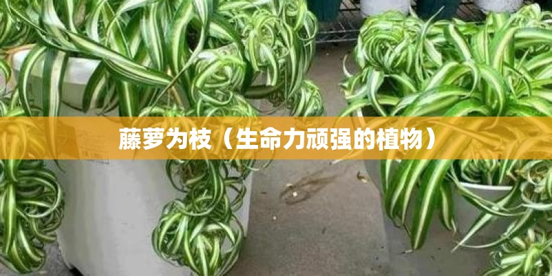 藤萝为枝（生命力顽强的植物）
