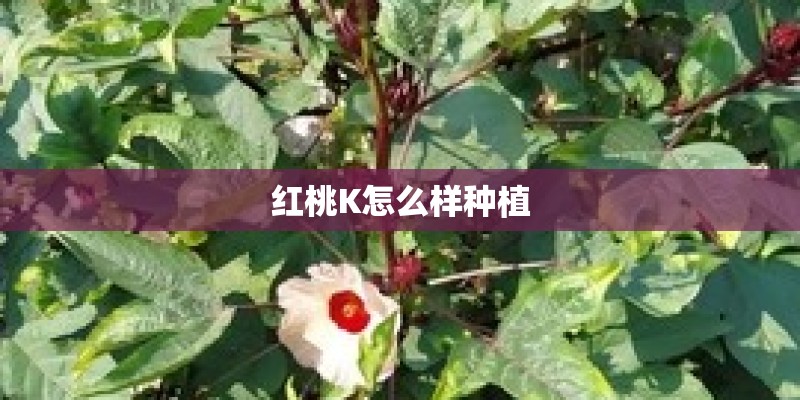 红桃K怎么样种植