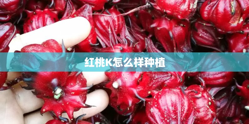 红桃K怎么样种植