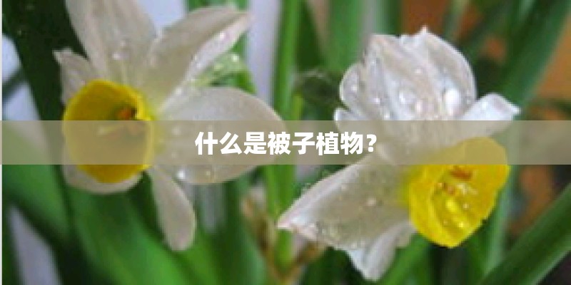 什么是被子植物？
